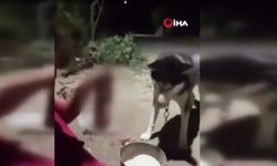 Ankara’da skandal görüntüler: Köpeğe zorla alkol içirildi!