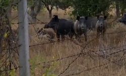 Ankara’nın Elmadağ ilçesinde domuz sürüsü görüldü