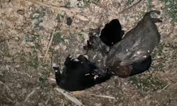 Tokat’ta kan donduran vahşet! 3 yavru köpek iplerle bağlanıp boğuldu