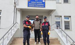 Yozgat’ta yaralı kartal jandarma ve doğa koruma ekiplerine teslim edildi