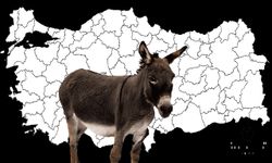 Türkiye’de eşek sayısı ne kadar? İşte il il eşek rakamları