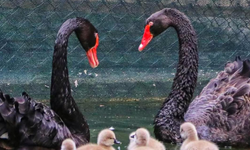 Ankara Kuğulu Park’ta sevinç: 5 sevimli yavru kuğu ziyaretçileri mest etti