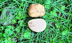 Ankara Üniversitesi’nden Yapay zekâ destekli trüf mantar projesi