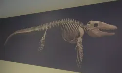 Kastamonu’da “denizlerin dinozoru” bulundu: Asya kıtasındaki tek Mosasaurus keşfi