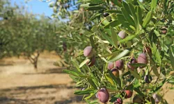 Ankara’da zeytin yetişir mi? Başkentte zeytin ağacı var mıdır?