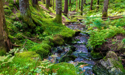 Balıkesir'de mucize gibi olay: 20 yıldır kuru olan pınar depremin ardından akmaya başladı!
