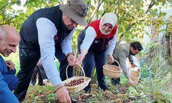 Düzce kestane üretiminde rekor kırdı! 2024’te 794 ton