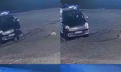 Kameralar kaydetti! Sürücü yavru köpeği ezip yoluna devam etti