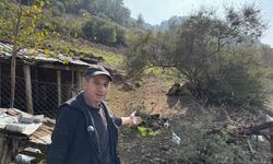 Manisa’da CİMER'e ilginç şikayet: 'İnek, tavuk ve kazlar serbest dolaşıyor'