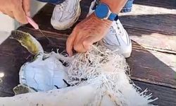 Marmaris’te deniz çuvalına dolanan yavru deniz kaplumbağası kurtarıldı