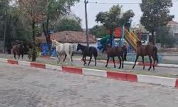 Tekirdağ’da trafikte şok anlar! Başıboş atlar yolu kapattı!