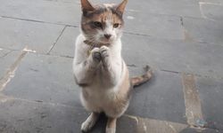 Ankara Demirtepe Metrosundaki Sevimli Kedi Vatandaşların İlgi Odağı Oldu