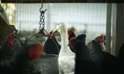 Almanya’da kuş gribi alarmı: 400 binden fazla tavuk ve hindi itlaf edildi