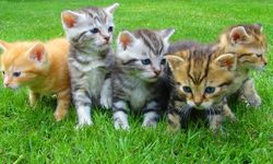 Isparta’da “büyü için kedi pati ve kuyruğu kesiliyor” iddiasına valilikten yanıt!