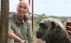 Jane Goodall neden öldü? Jane Goodall kaç yaşındaydı?