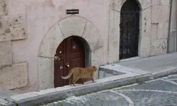 Amasya'daki türbeler birer birer kapandı: Nedeni ise şoke etti!