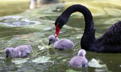 Kuğulu Park’ta kuğular tutsak mı? Kuğuların bir hapishanede yaşadığı iddia ediliyor!