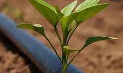 Ankara Büyükşehir Belediyesi’nden yüzde 50 hibeli damla sulama borusu desteği