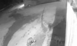 Aç kalan kurtlar köye indi: Bir köpek telef oldu