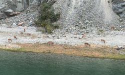 Artvin’de şaşırtan görüntü! Dağ keçileri sürü hâlinde Çoruh kıyısına indi
