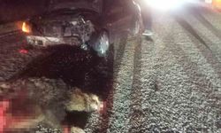 Bolu’da otomobil domuza çarptı: Araç hurdaya döndü, sürücü yaralandı