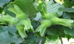 Düzce’den Avrupa’ya fındık çıkarması! 15 bin tonluk ihracat yapıldı