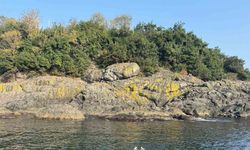 Kasım ayında Karadeniz’de sürpriz: Giresun Valisi Serdengeçti denize girdi!