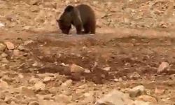 Köy yolunda sürpriz misafir: Aç ayı hamsiyi görünce böyle davrandı