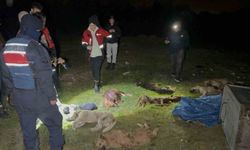 Samsun'da şüpheli olay: Çöp konteynerine atılmış 9 ölü köpek bulundu!