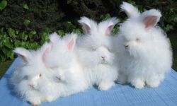 Yumuşacığın ötesinde bir efsane: Angora (Ankara) tavşanı hakkında az bilinen ama büyüleyici bilgiler