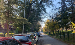 Ankara Sokaklarında Ağaç Güvenliği Tartışması!