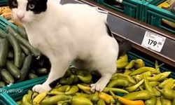 Zincir markette biberlerin üzerine tuvaletini yapan kedi sosyal medyanın gündeminde