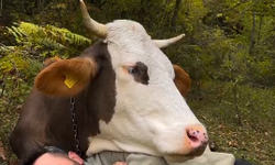 İnekle birlikte çimlerde uyuyan adamın sevimli videosu sosyal medyayı salladı