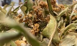 Kış aylarının vazgeçilmezi! Geçen sene altınla yarışıyordu, bu sene bol ve ucuz!