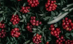 Yeni yılın müjdecisi rafları süslüyor: Ankara'da kokina nerelerde bulunur?