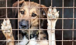 İstanbul’da sokak hayvanları için kritik talimat kontrolsüz beslemeye yasak geliyor