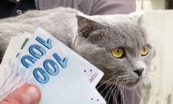Mahkemeden çok konuşulacak emsal karar! Boşandığı eşine kediler için nafaka ödeyecek!