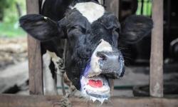 İstanbul Şile’de Şap Alarmı: 21 Mahalle Karantina Altında