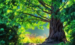 Cennetteki ve cehennemdeki ağacın adı nedir?