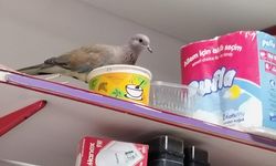 Ankara'daki 35 yıllık bakkal kumrulara yuva oldu