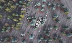 Kırıkkale’de mera iddiası: Keskin Belediyesi hakkında idari soruşturma başlatıldı