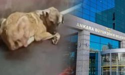 Sosyal medyadaki görüntüler sonrası ABB harekete geçti: Karataş Barınağı için inceleme