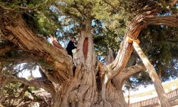 Ankara’nın sessiz tanıkları: Bin yılı aşan ömürleriyle ayakta kalan en yaşlı ağaçlar