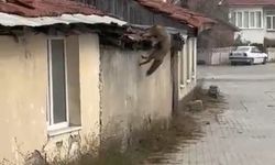 Bolu sokaklarında panik anları! Köpek sesi duyan tilki çatıya fırladı