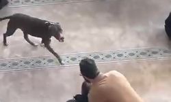 Çayırova’da camiye giren pitbull paniğe neden oldu