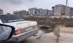 Köpeği aracın arkasına bağlayarak sürükledi!