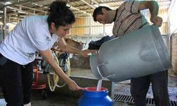 Şap hastalığı kırmızı ete ve süt üretimine darbe vurdu: Fiyat güncellemesi şart