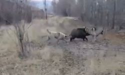 Yaban domuzu ile çoban köpeklerinin kovalamacası kamerada
