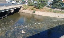 Ankara’da 800 Yıllık Tarihi Köprü Bakım Bekliyor