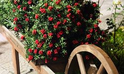 Ali Eroğlu: Kokina Bu Yıl Daha Uygun Fiyatla Tezgâhlarda